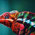 La colorimétrie l’essence du relooking